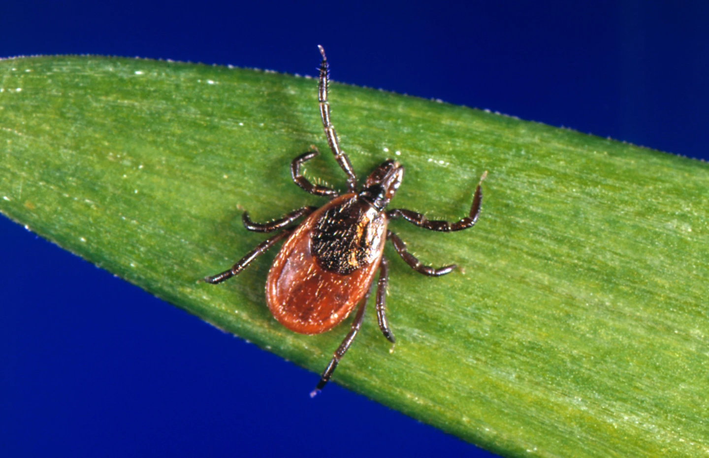 Tick Season Begins: Surge in Bites Raises Concerns