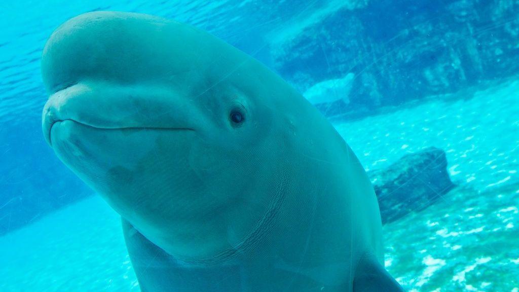 Canada’s last captive belugas face uncertain futures after Marineland rescue