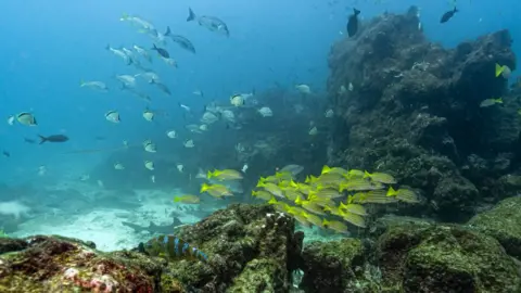 International High Seas Treaty Set to Transform Ocean Conservation