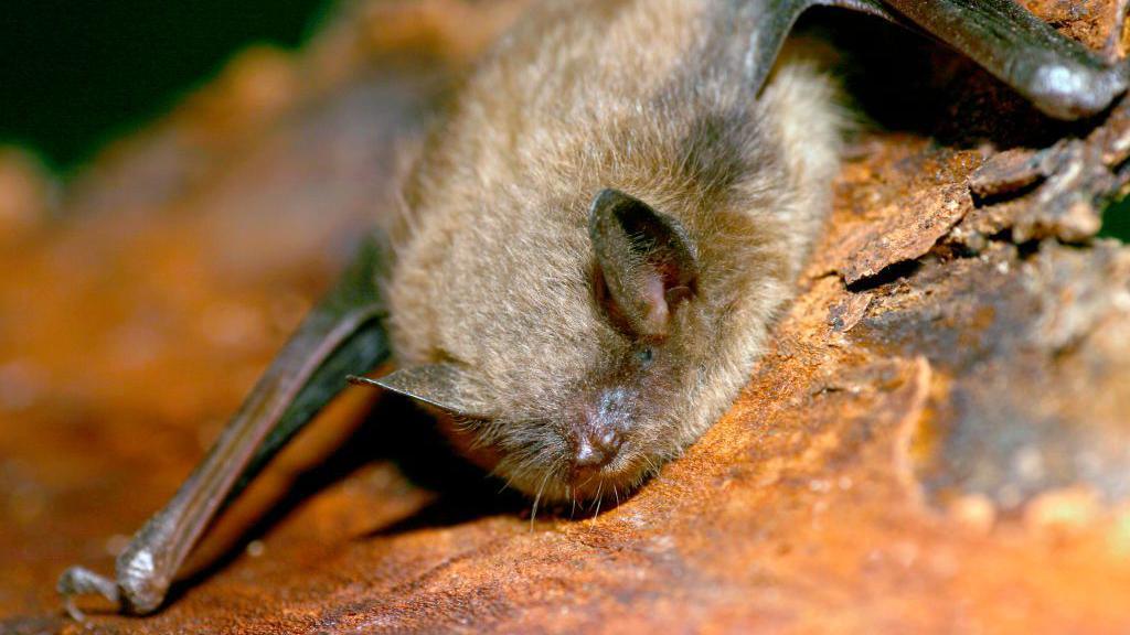 Bat on tree bark