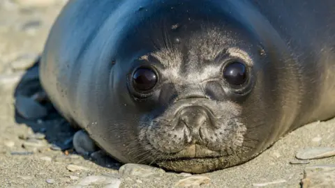 H5N1 Bird Flu Wipes Out 75% of Baby Seals on Remote Australian Island, Study Finds
