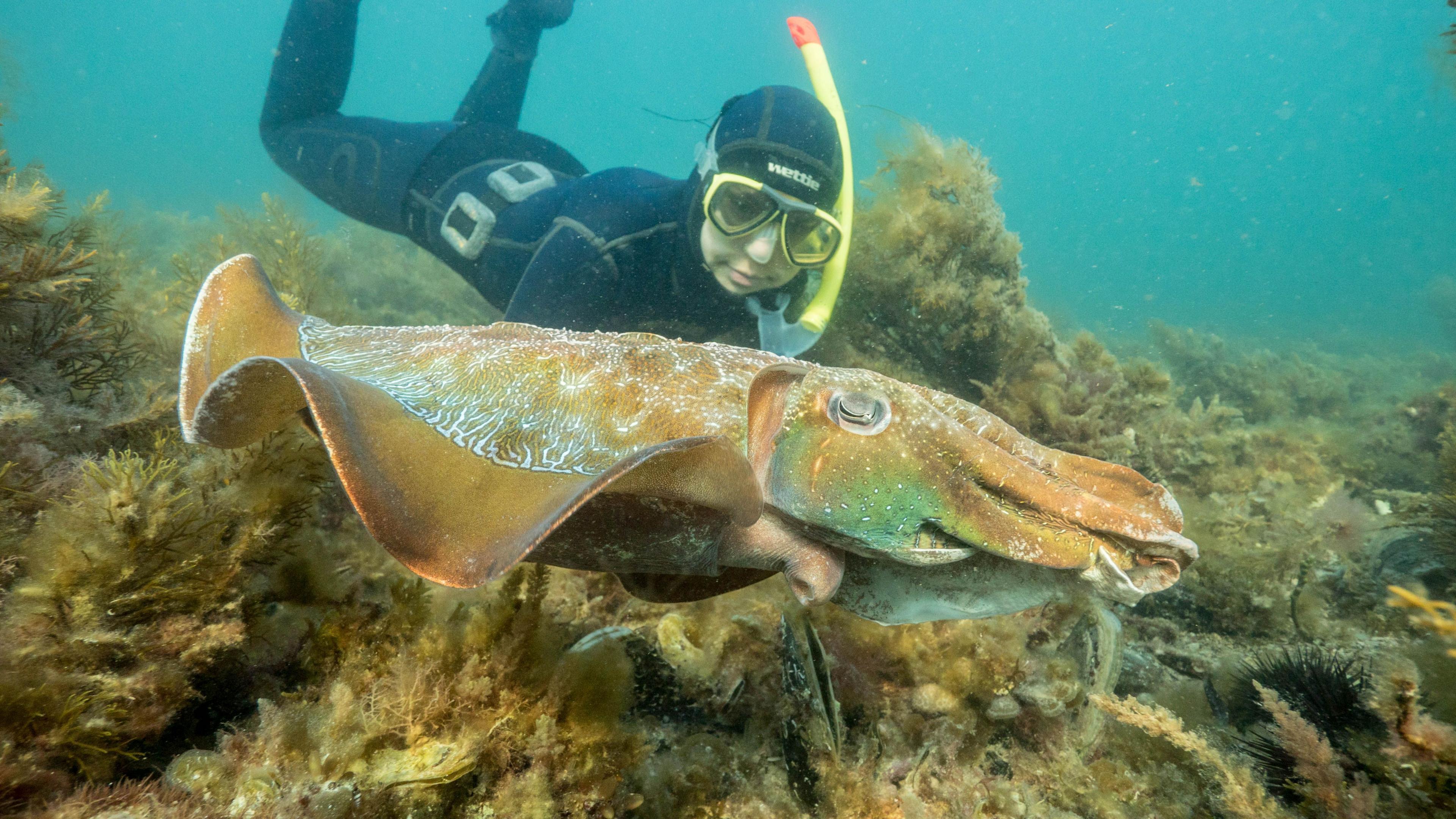Record Low Attendance at Australia’s Giant Cuttlefish Mating Season