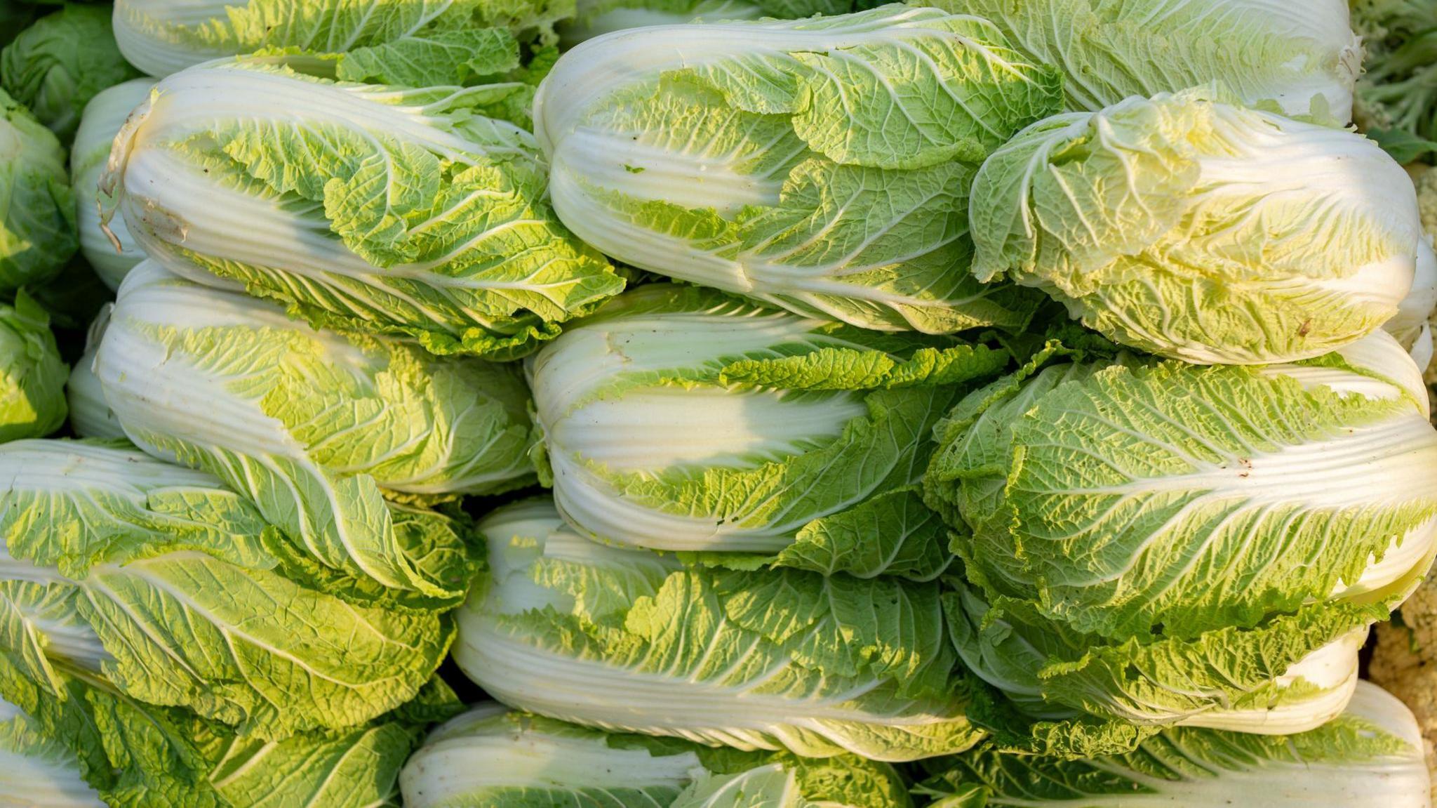 China Investigates Formaldehyde Use to Preserve Cabbages