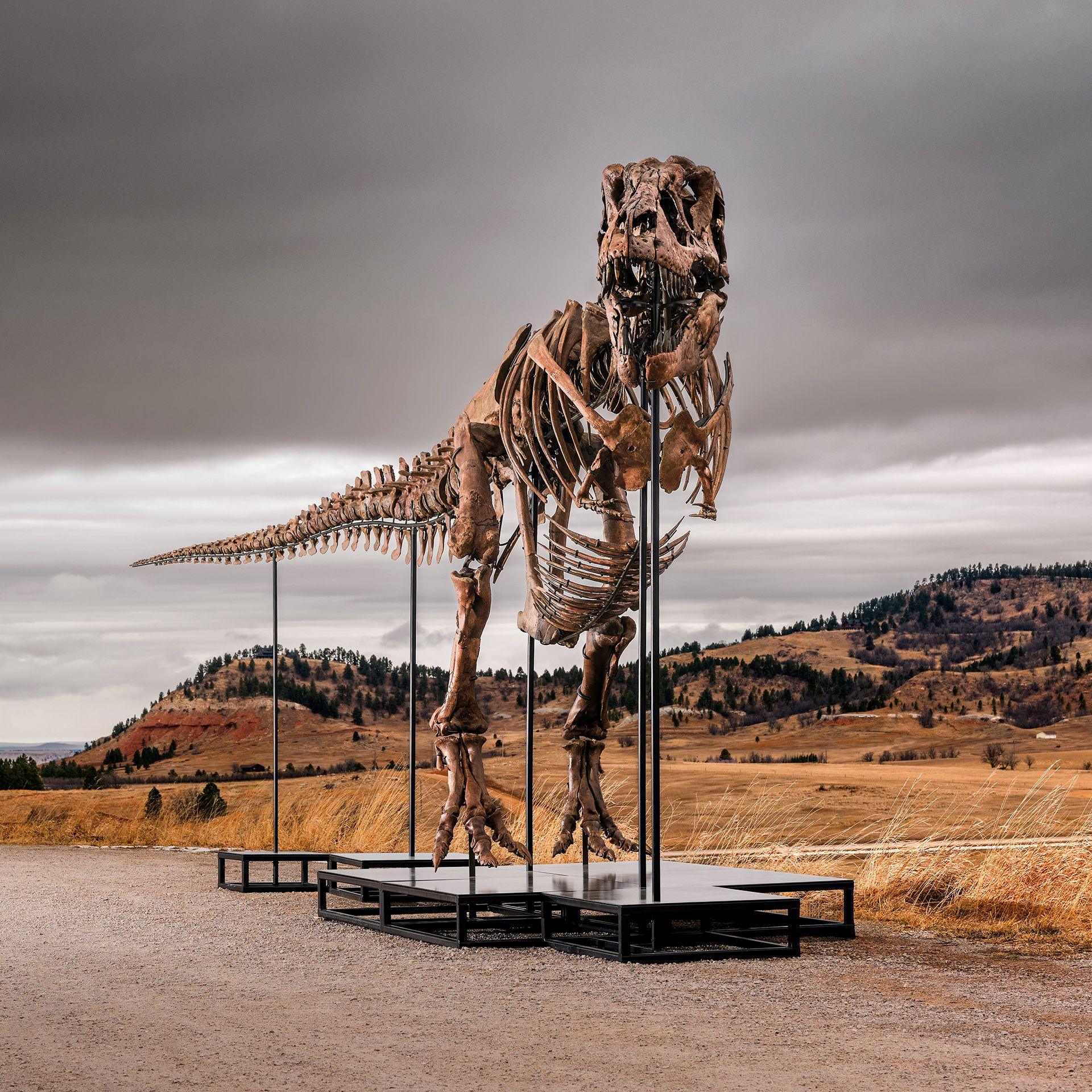 T. rex 'Gus' May Be Most Expensive Fossil Ever – Science Voices Concern