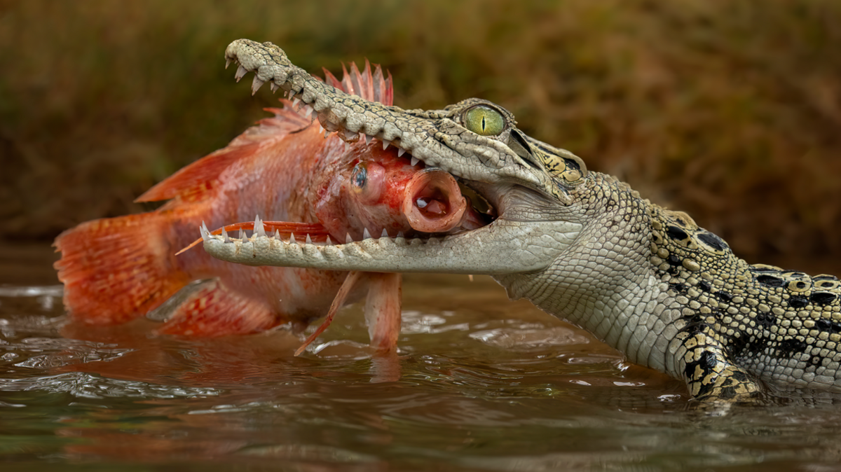 AI image of a saltwater crocodile in a reservoir