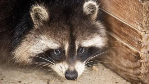 Raccoons on the Rise: America's Potential New Furry Companions