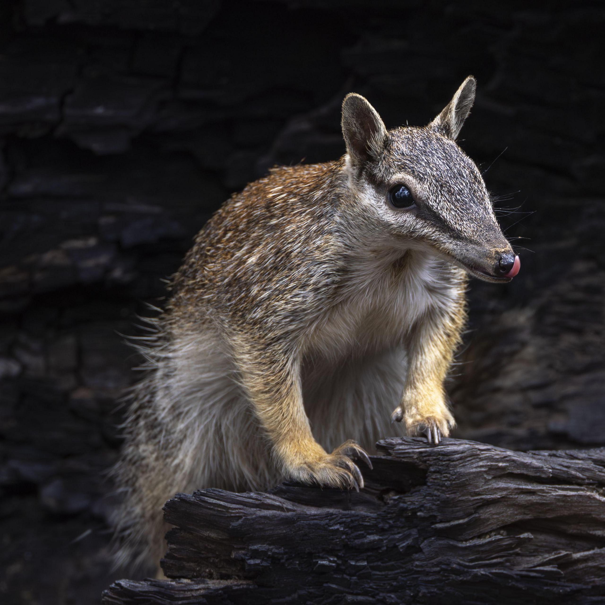 Australian Wildlife Saves Hope Amid Extinction Crisis