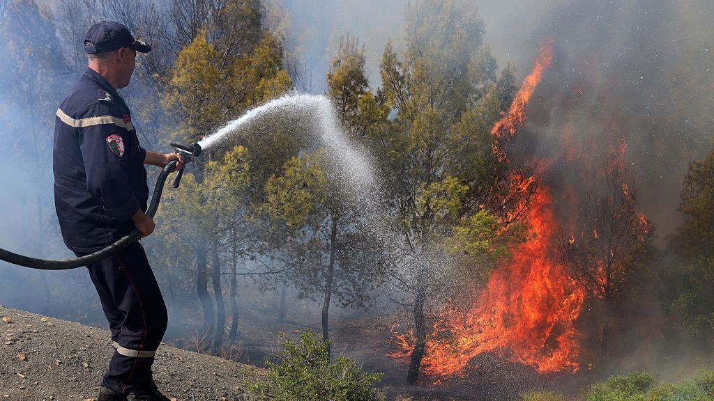 Wildfires Claim 12 Lives in Northern Algeria Amid Intense Heatwave