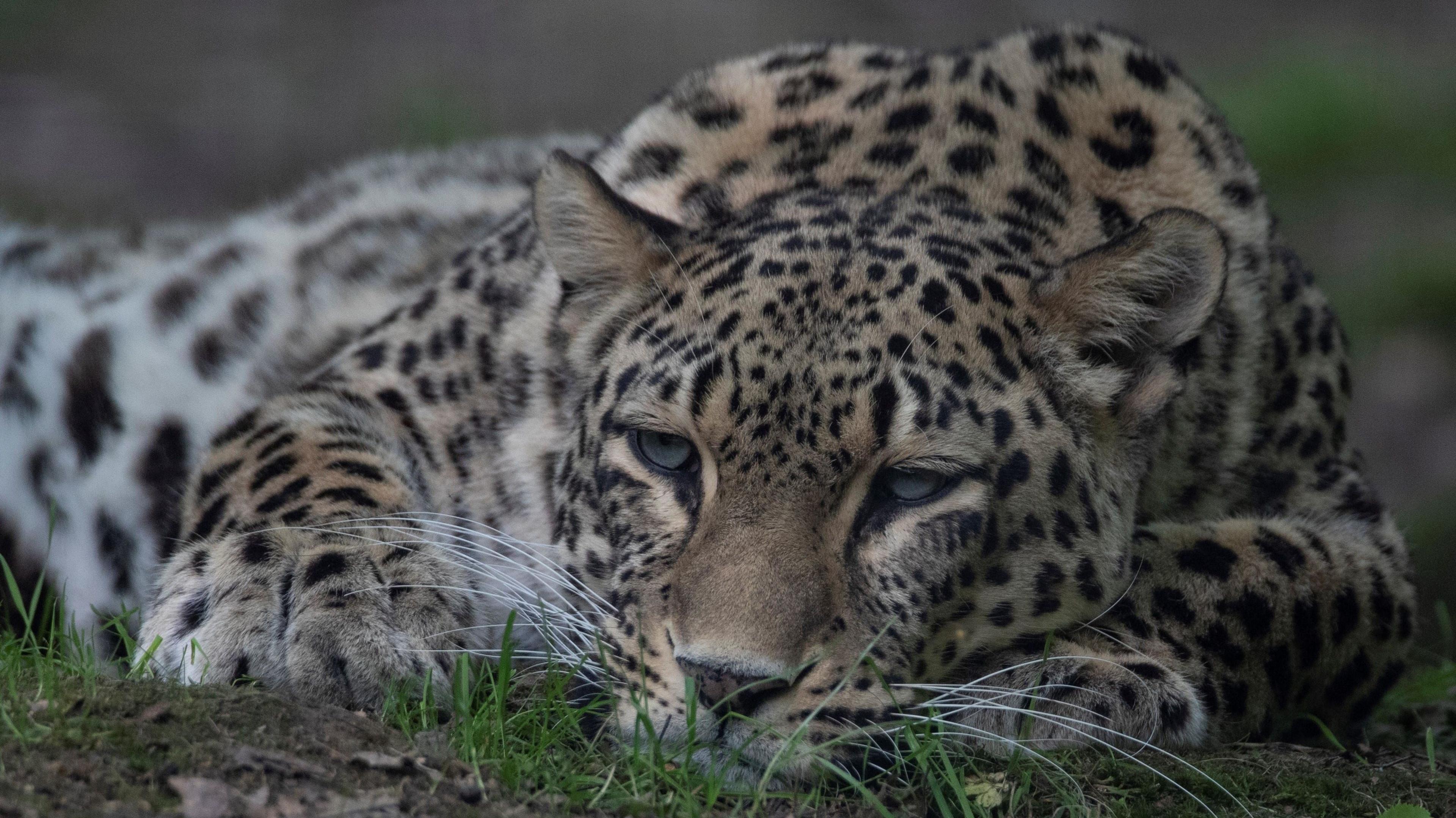 Dutch Zoo Keeper Fatally Maul’d by Persian Leopard in Enclosure