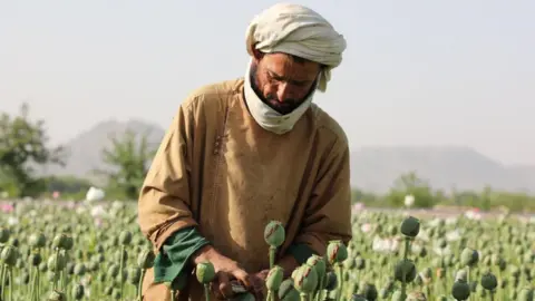 Significant Drop in Afghan Opium Production Following Taliban Ban, Reports UN