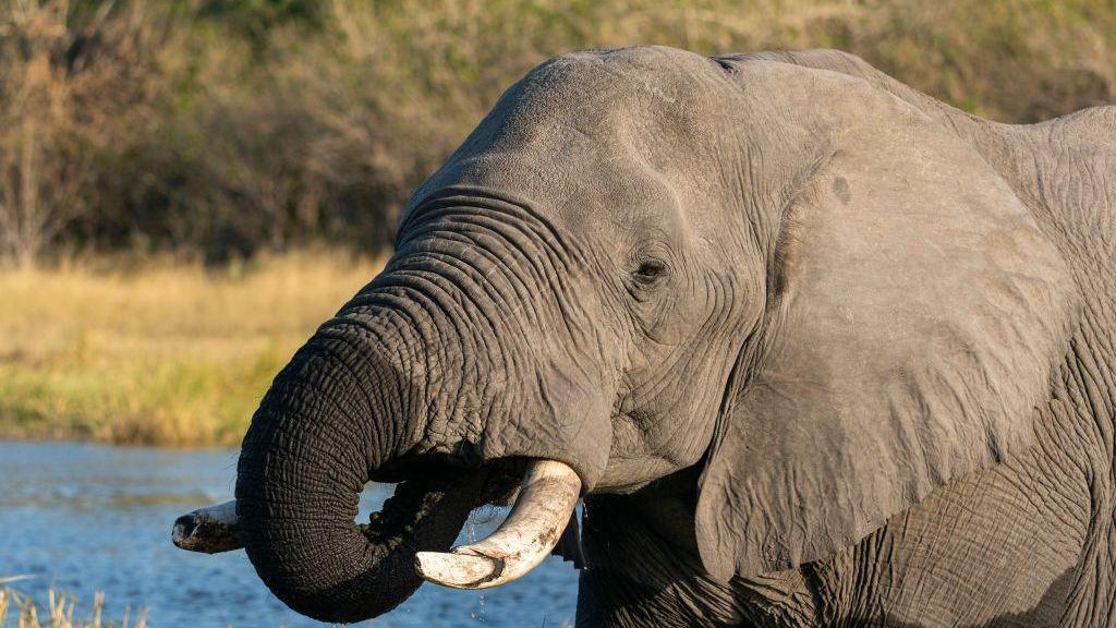 Close‑up of a bull elephant with tusks