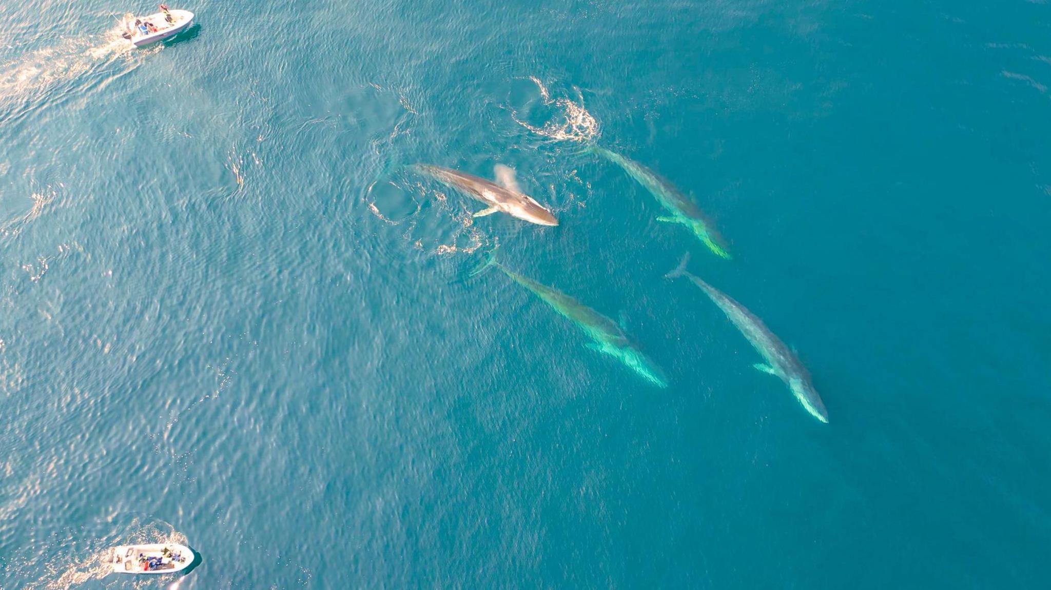 Fin whales feeding in East Greenland waters