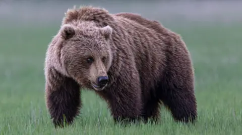 Grizzly Bear Attack in Canada Leaves 11 Injured Amid Ongoing Search