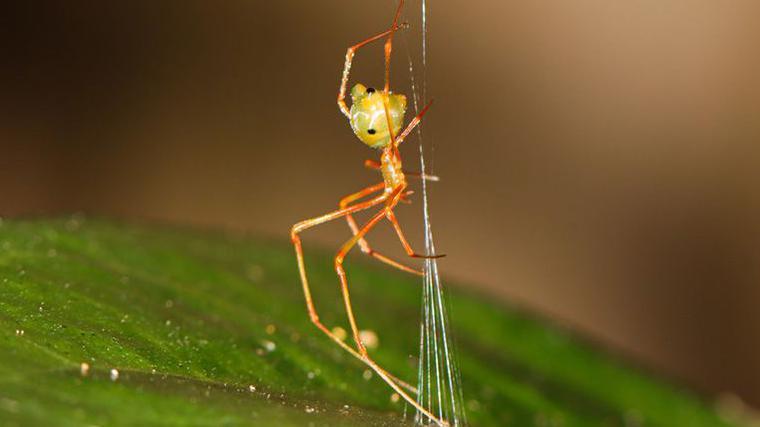 Ballista spider capturing an ant
