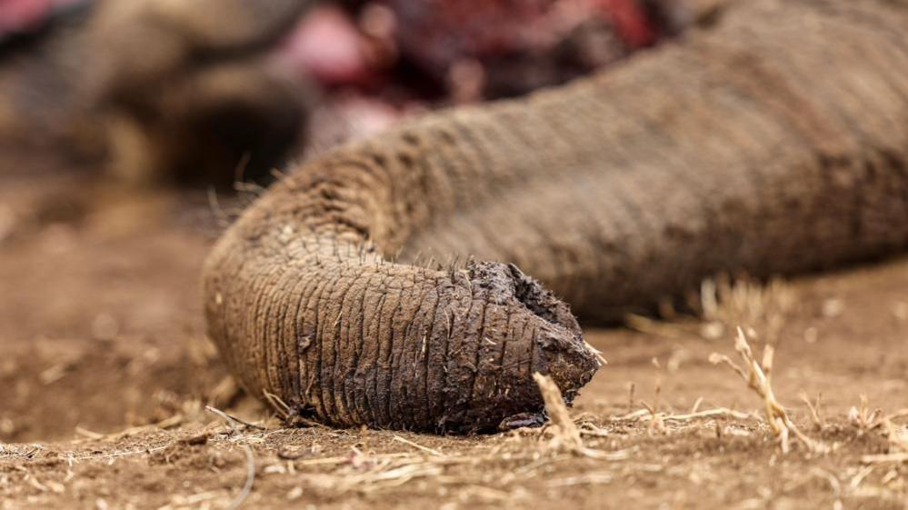 Four Arrested in Kenya Over Suspected Poisoning of Elephants