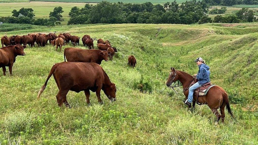 Nebraska Ranchers Battle Spike in Costs—Struggling to Stay Loyal to Trump