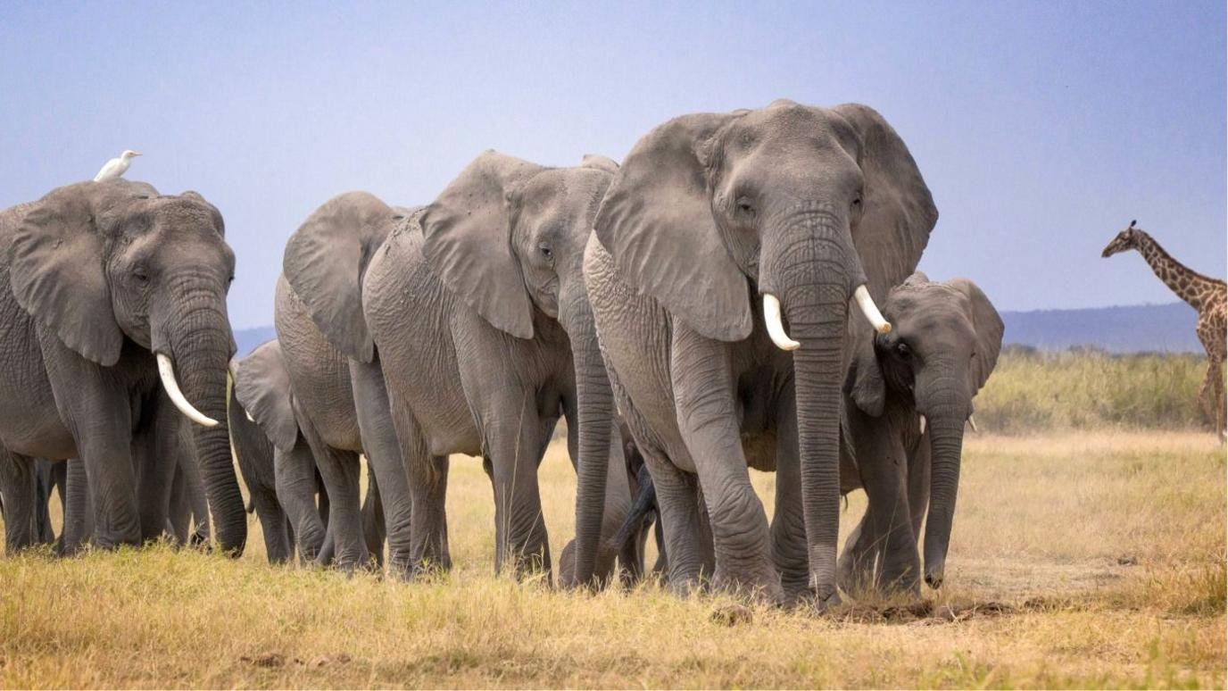 Investigation Launched After 14 Elephants Found Dead Near Kenya’s Amboseli National Park