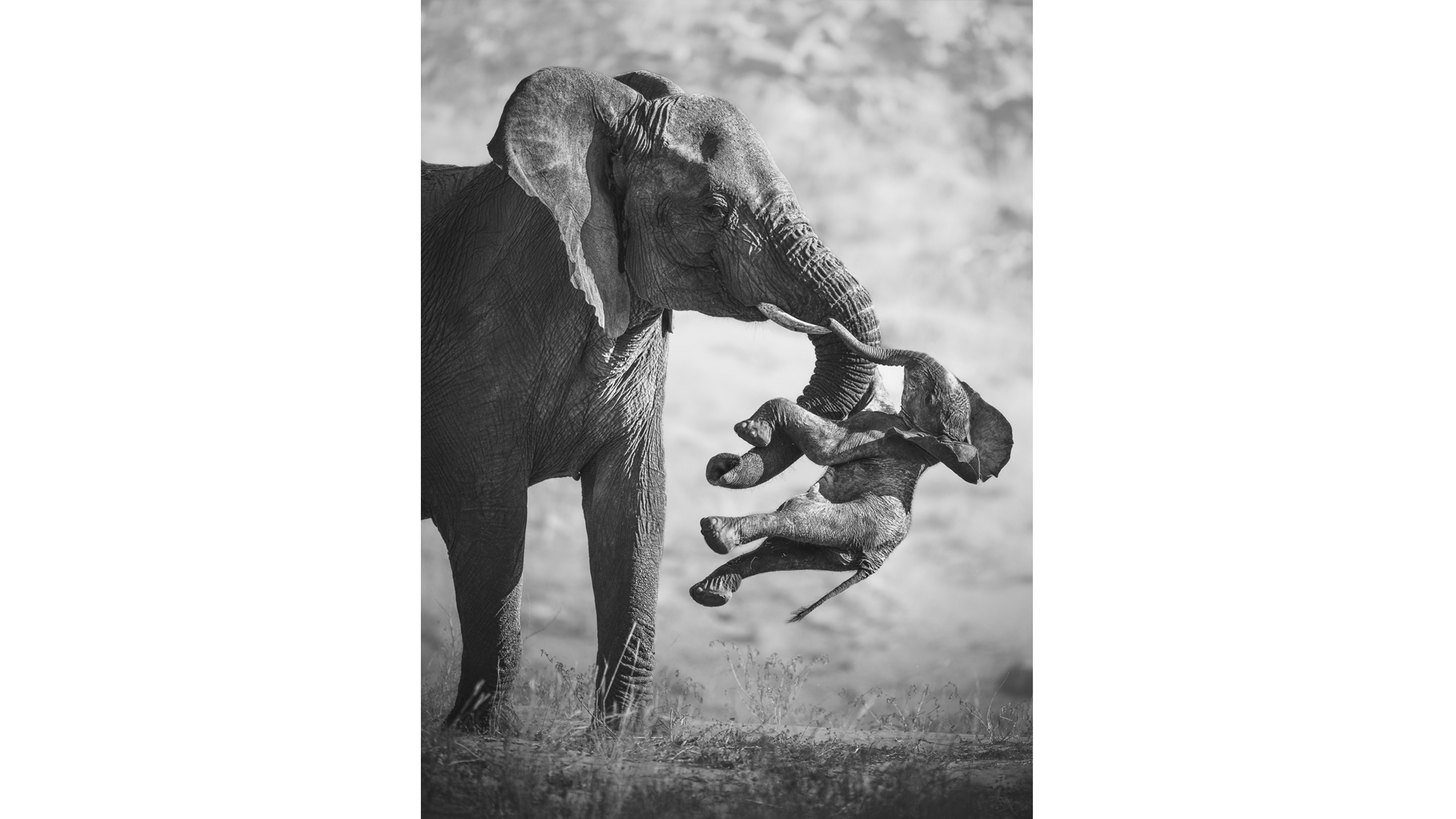 Heart‑wrung scene crowns Wildlife Photographer of the Year 2026