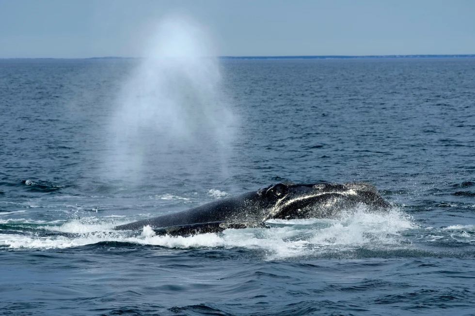 U.S. Ocean Regulator Faces Backlash Over Changes to Whale Protection Rules