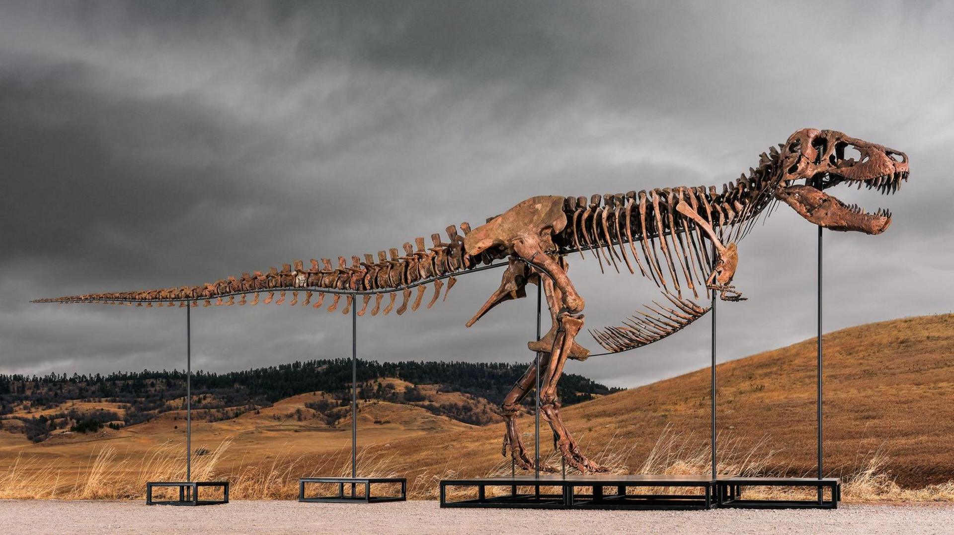 Tyrannosaurus rex auction sets record: £37.4 million sale sparks debate over fossil ownership