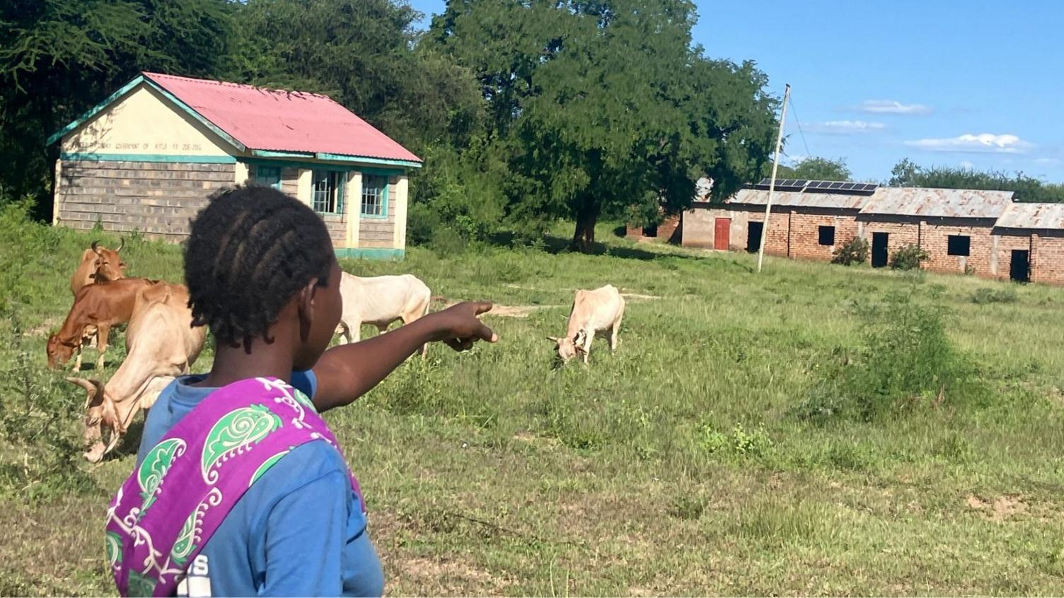Kaliluni Primary School courtyard with cows grazing