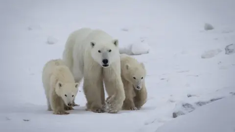 Rare Polar Bear Adoption Observed in Northern Canada