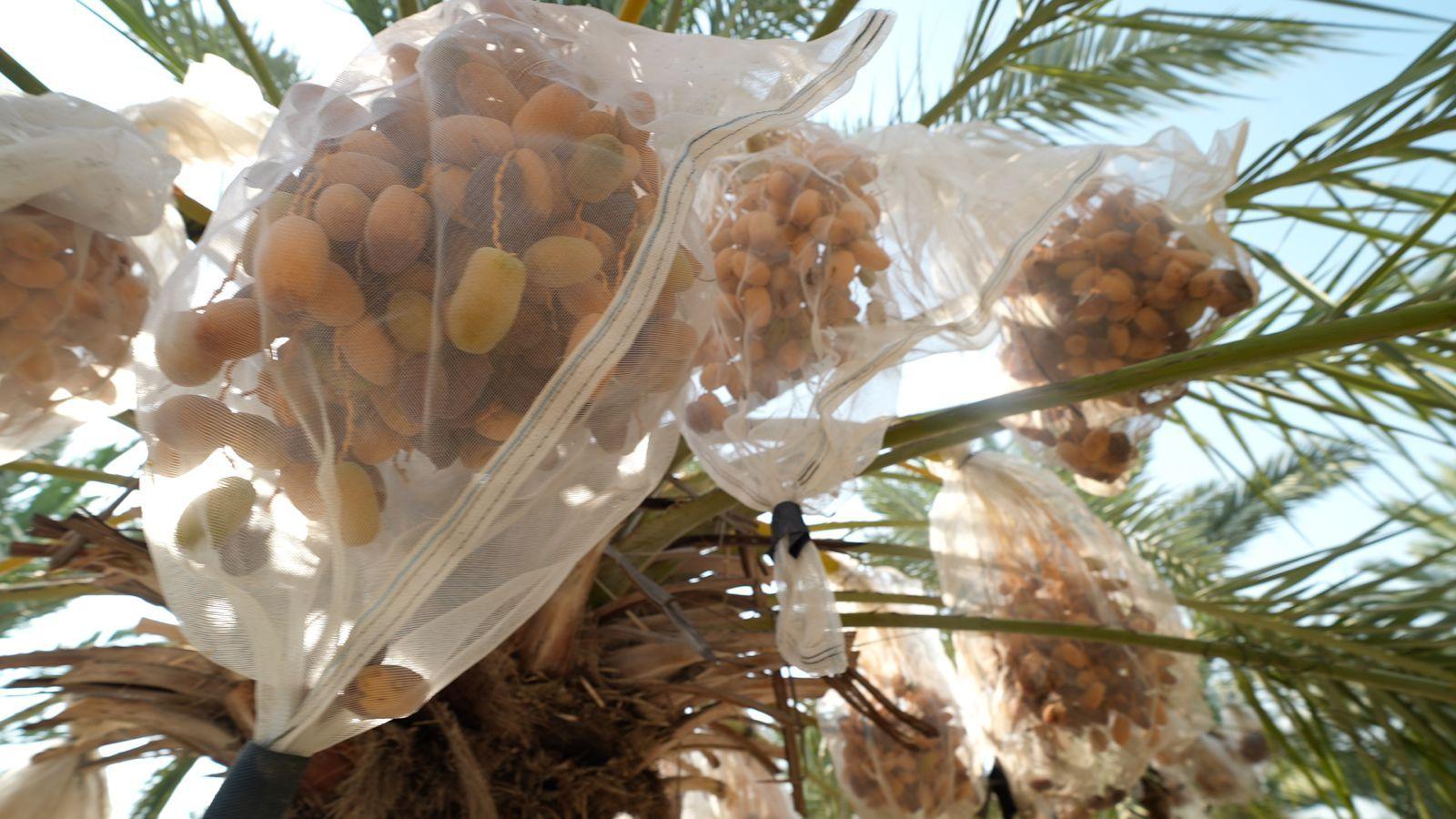 UK Sanctions Put West Bank Date Growers on the Edge While Palestinian Farmers Grapple With Water Stress
