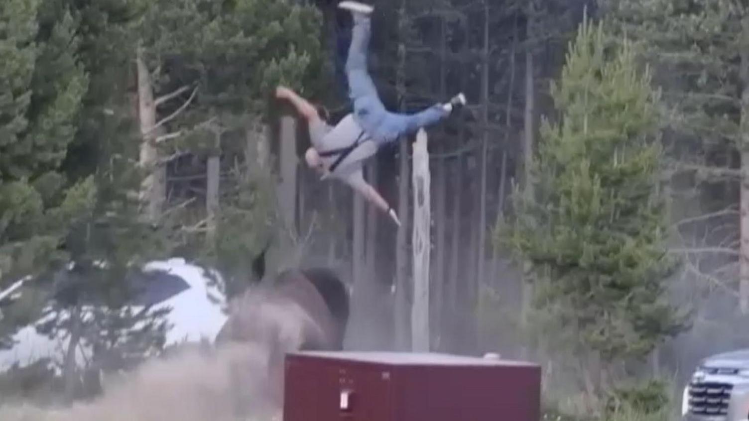 Bull Bison Launches ‘Flying’ Grandfather Disaster in Yellowstone: A Multiview Examination